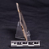 HORSE TOOTH STROMATOLITE, Devonian, Scotland ZHT023