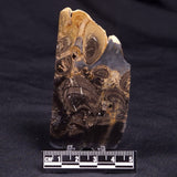 HORSE TOOTH STROMATOLITE, Devonian, Scotland ZHT024