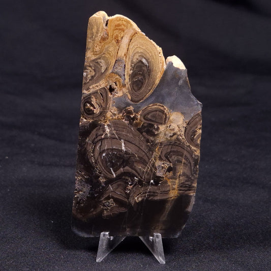 HORSE TOOTH STROMATOLITE, Devonian, Scotland ZHT024