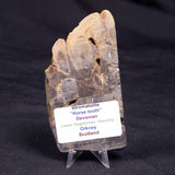 HORSE TOOTH STROMATOLITE, Devonian, Scotland ZHT024