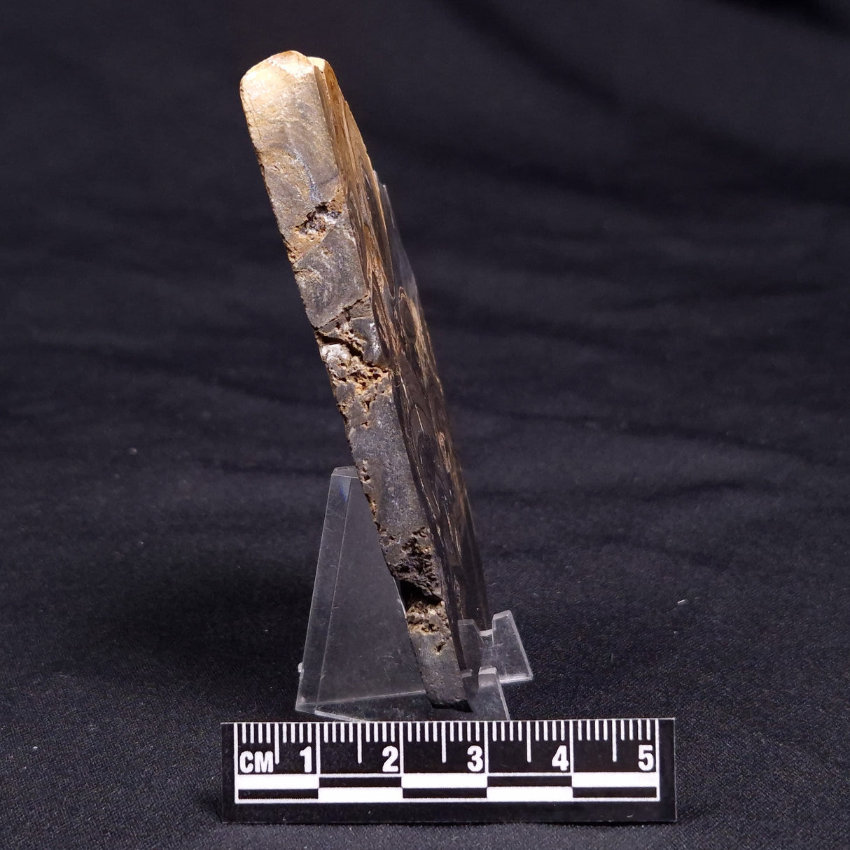 HORSE TOOTH STROMATOLITE, Devonian, Scotland ZHT024