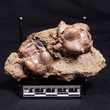 JIMBACRINUS BOSTOCKI CRINOID FOSSIL, Permian, Australia XJB035