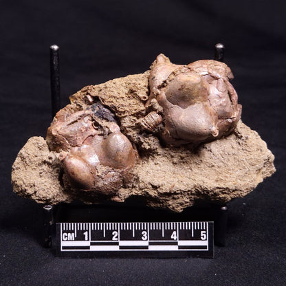 JIMBACRINUS BOSTOCKI CRINOID FOSSIL, Permian, Australia XJB035