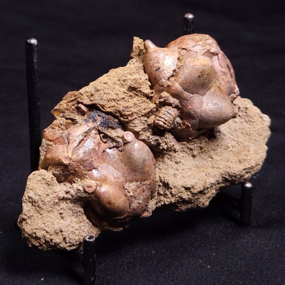 JIMBACRINUS BOSTOCKI CRINOID FOSSIL, Permian, Australia XJB035