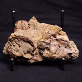 JIMBACRINUS BOSTOCKI CRINOID FOSSIL, Permian, Australia XJB035