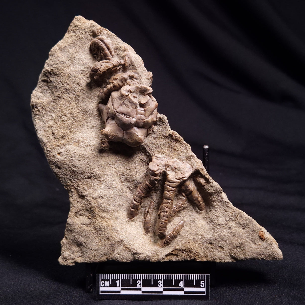 JIMBACRINUS BOSTOCKI CRINOID FOSSIL, Permian, Australia XJB036