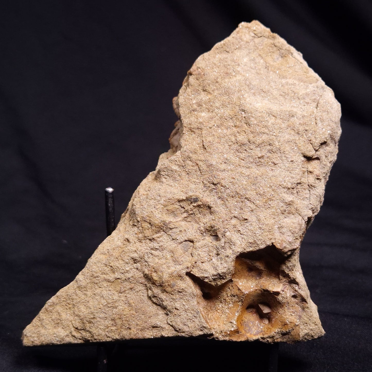 JIMBACRINUS BOSTOCKI CRINOID FOSSIL, Permian, Australia XJB036