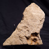 JIMBACRINUS BOSTOCKI CRINOID FOSSIL, Permian, Australia XJB036