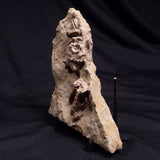 JIMBACRINUS BOSTOCKI CRINOID FOSSIL, Permian, Australia XJB036