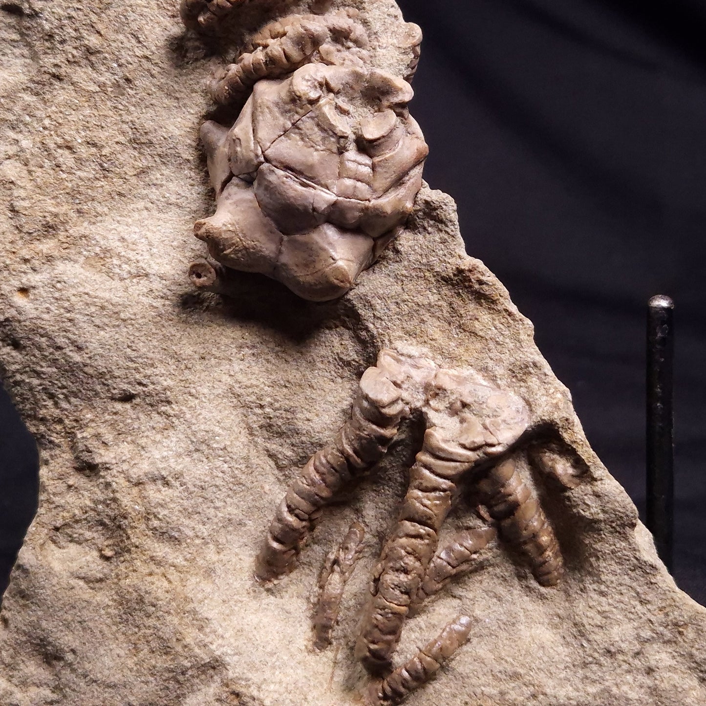 JIMBACRINUS BOSTOCKI CRINOID FOSSIL, Permian, Australia XJB036