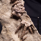 JIMBACRINUS BOSTOCKI CRINOID FOSSIL, Permian, Australia XJB036