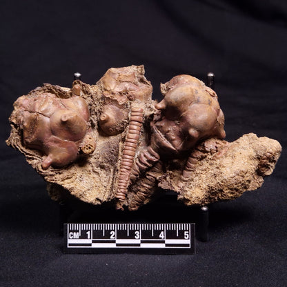 JIMBACRINUS BOSTOCKI CRINOID FOSSIL, Permian, Australia XJB037