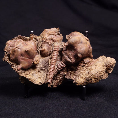 JIMBACRINUS BOSTOCKI CRINOID FOSSIL, Permian, Australia XJB037