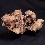 JIMBACRINUS BOSTOCKI CRINOID FOSSIL, Permian, Australia XJB037