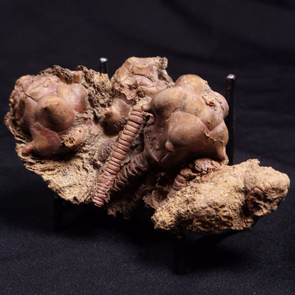 JIMBACRINUS BOSTOCKI CRINOID FOSSIL, Permian, Australia XJB037