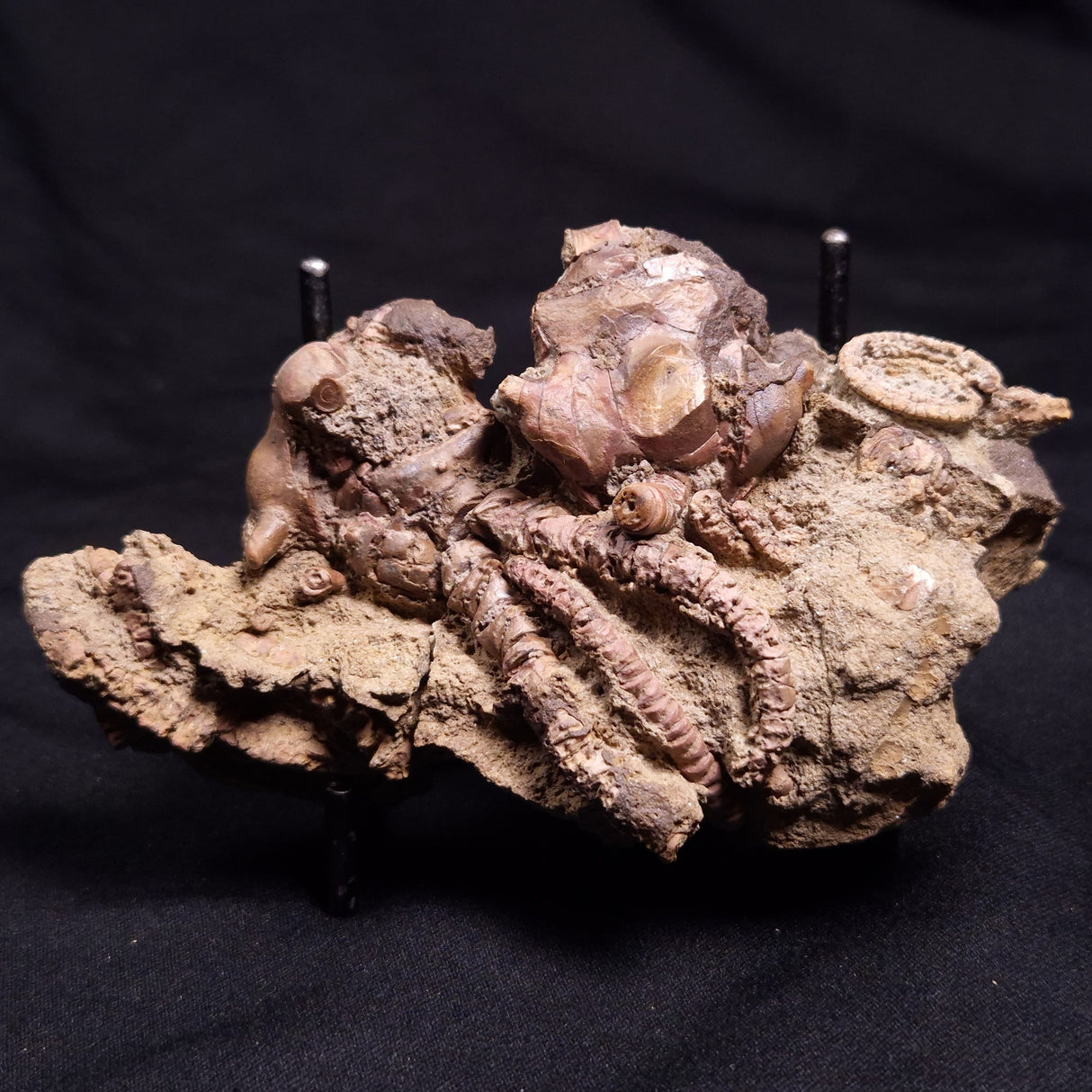 JIMBACRINUS BOSTOCKI CRINOID FOSSIL, Permian, Australia XJB037