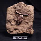 JIMBACRINUS BOSTOCKI CRINOID FOSSIL, Permian, Australia XJB038