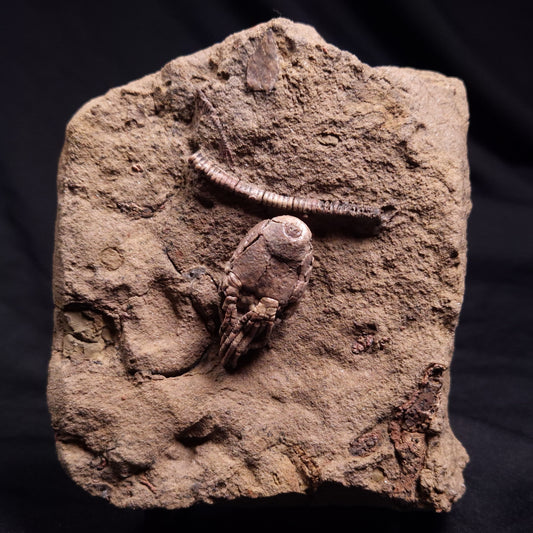 JIMBACRINUS BOSTOCKI CRINOID FOSSIL, Permian, Australia XJB038