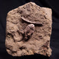 JIMBACRINUS BOSTOCKI CRINOID FOSSIL, Permian, Australia XJB038