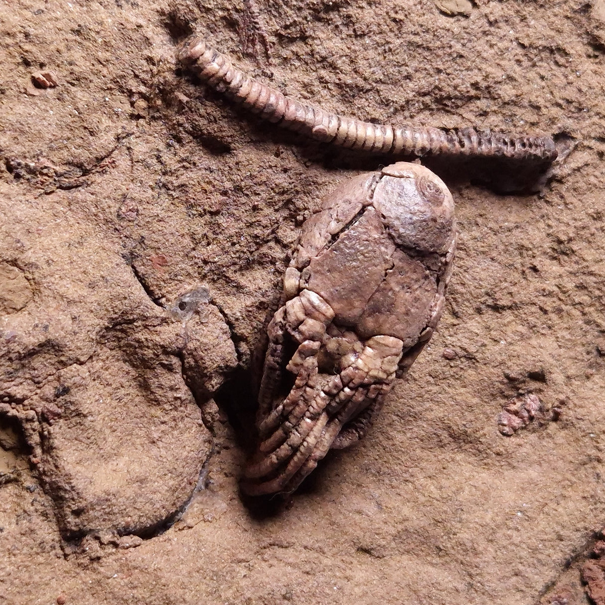 JIMBACRINUS BOSTOCKI CRINOID FOSSIL, Permian, Australia XJB038