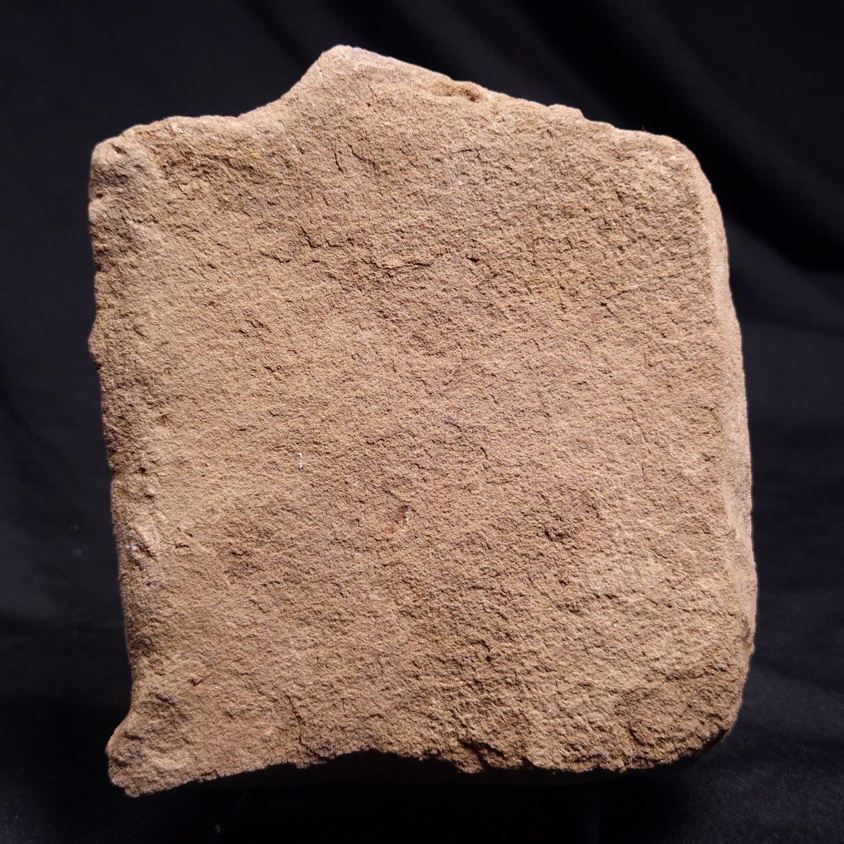 JIMBACRINUS BOSTOCKI CRINOID FOSSIL, Permian, Australia XJB038