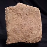 JIMBACRINUS BOSTOCKI CRINOID FOSSIL, Permian, Australia XJB038