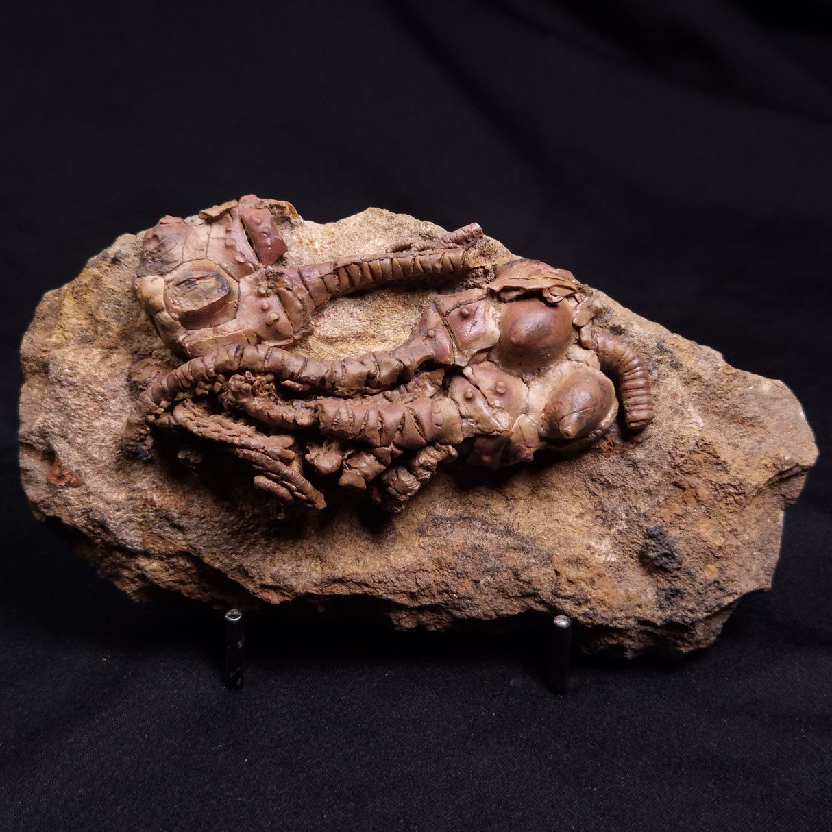 JIMBACRINUS BOSTOCKI CRINOID FOSSIL, Permian, Australia XJB039