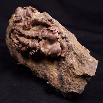 JIMBACRINUS BOSTOCKI CRINOID FOSSIL, Permian, Australia XJB039