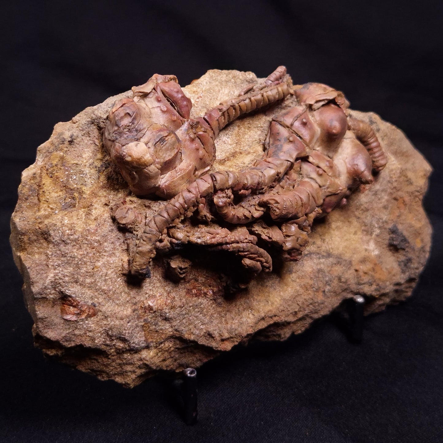 JIMBACRINUS BOSTOCKI CRINOID FOSSIL, Permian, Australia XJB039