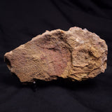 JIMBACRINUS BOSTOCKI CRINOID FOSSIL, Permian, Australia XJB039