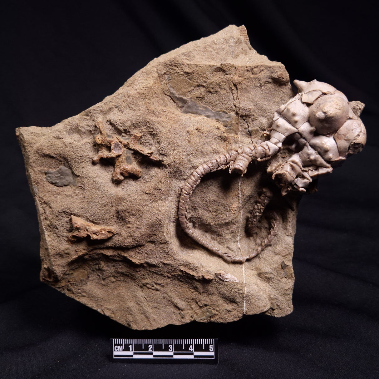 JIMBACRINUS BOSTOCKI CRINOID FOSSIL, Permian, Australia XJB040