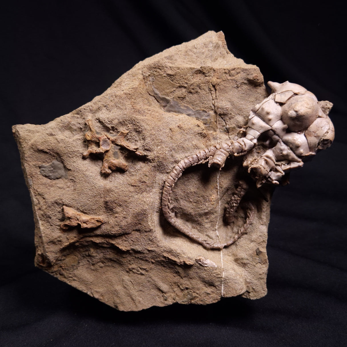 JIMBACRINUS BOSTOCKI CRINOID FOSSIL, Permian, Australia XJB040