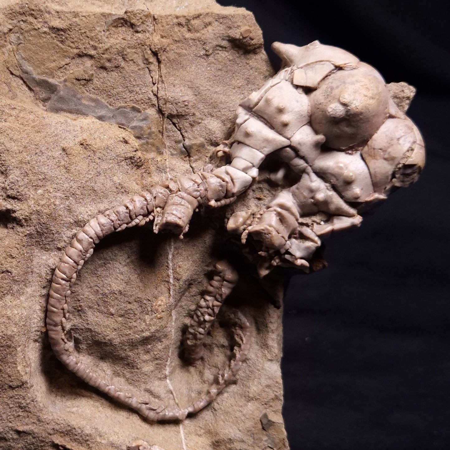 JIMBACRINUS BOSTOCKI CRINOID FOSSIL, Permian, Australia XJB040