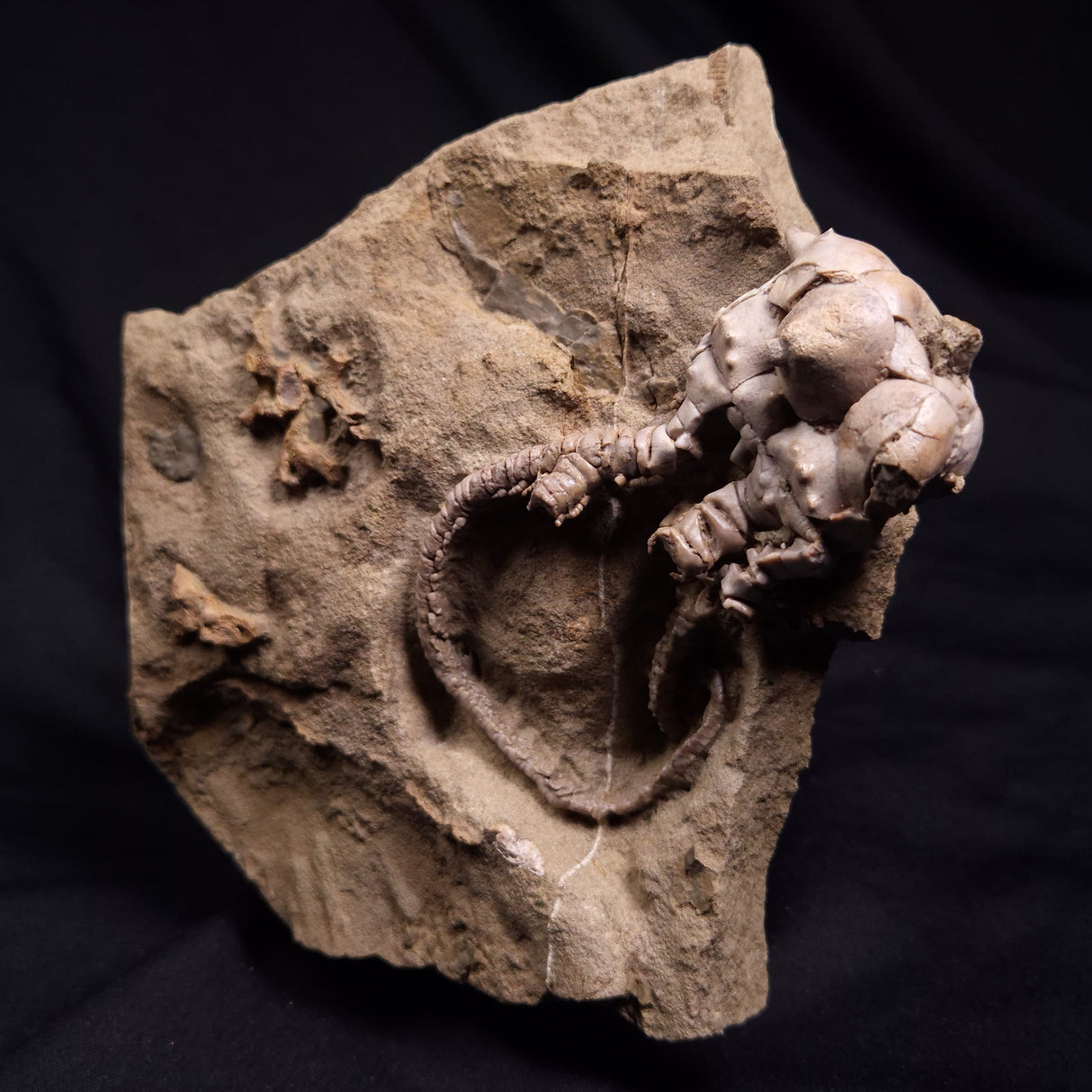 JIMBACRINUS BOSTOCKI CRINOID FOSSIL, Permian, Australia XJB040