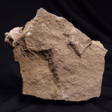 JIMBACRINUS BOSTOCKI CRINOID FOSSIL, Permian, Australia XJB040