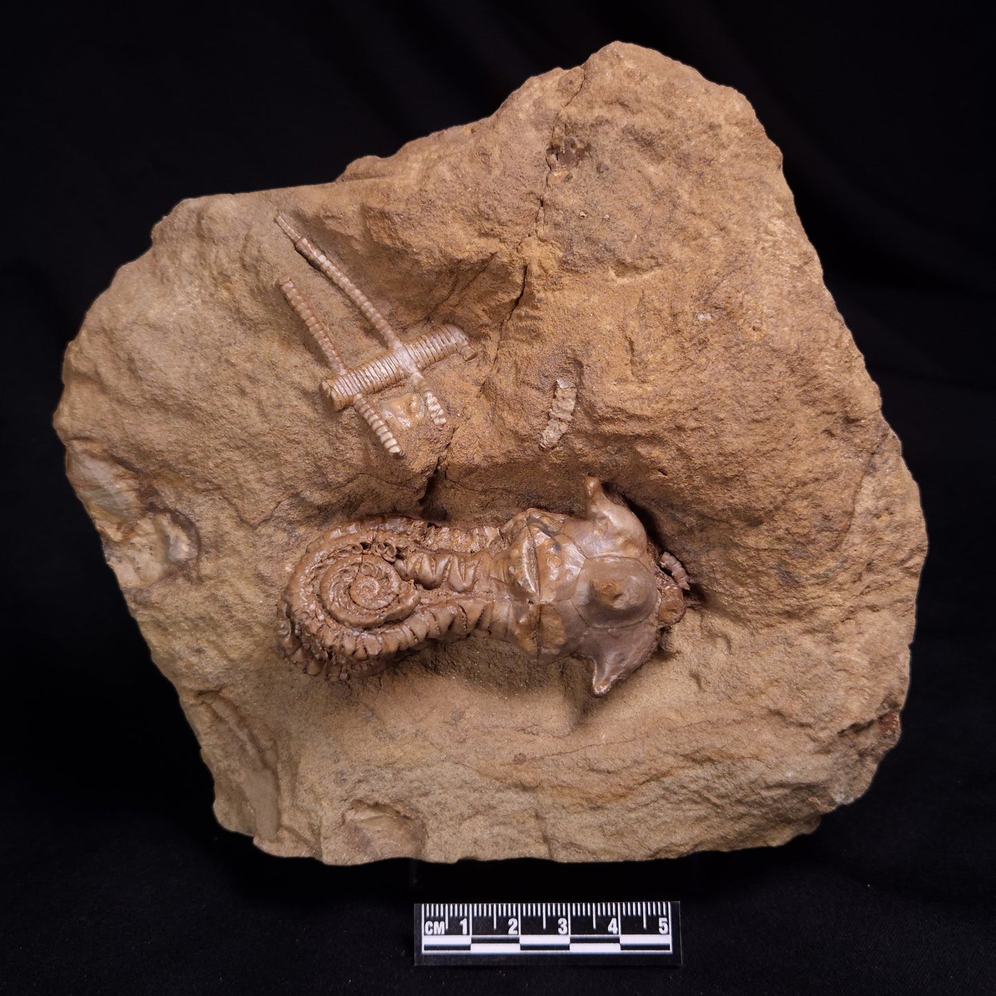 JIMBACRINUS BOSTOCKI CRINOID FOSSIL, Permian, Australia XJB041