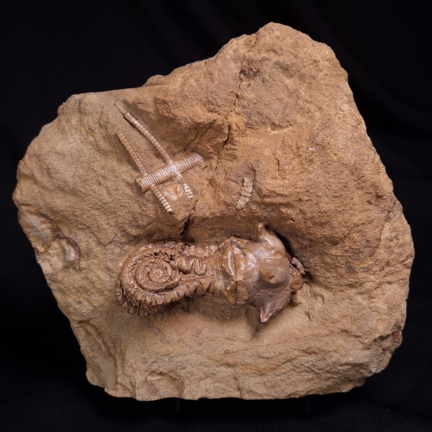 JIMBACRINUS BOSTOCKI CRINOID FOSSIL, Permian, Australia XJB041