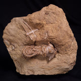 JIMBACRINUS BOSTOCKI CRINOID FOSSIL, Permian, Australia XJB041