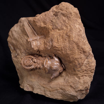 JIMBACRINUS BOSTOCKI CRINOID FOSSIL, Permian, Australia XJB041