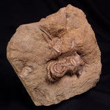 JIMBACRINUS BOSTOCKI CRINOID FOSSIL, Permian, Australia XJB041