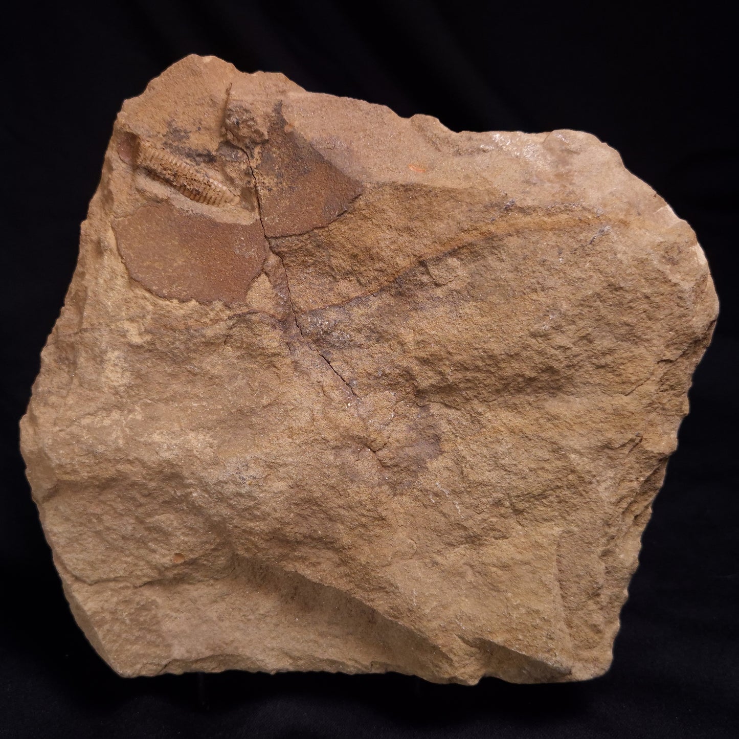 JIMBACRINUS BOSTOCKI CRINOID FOSSIL, Permian, Australia XJB041