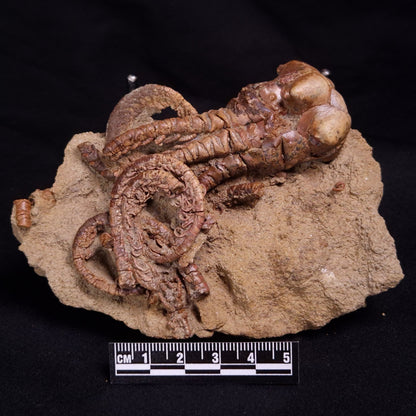 JIMBACRINUS BOSTOCKI CRINOID FOSSIL, Permian, Australia XJB042