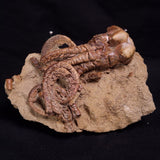 JIMBACRINUS BOSTOCKI CRINOID FOSSIL, Permian, Australia XJB042