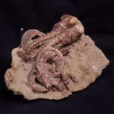 JIMBACRINUS BOSTOCKI CRINOID FOSSIL, Permian, Australia XJB042