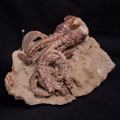 JIMBACRINUS BOSTOCKI CRINOID FOSSIL, Permian, Australia XJB042