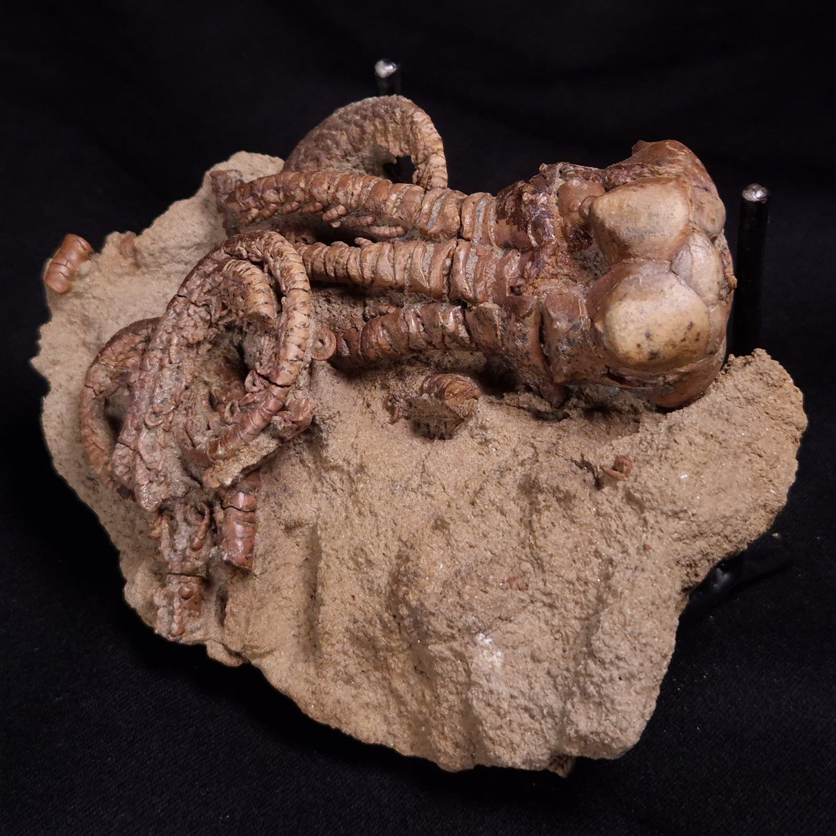 JIMBACRINUS BOSTOCKI CRINOID FOSSIL, Permian, Australia XJB042