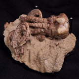 JIMBACRINUS BOSTOCKI CRINOID FOSSIL, Permian, Australia XJB042