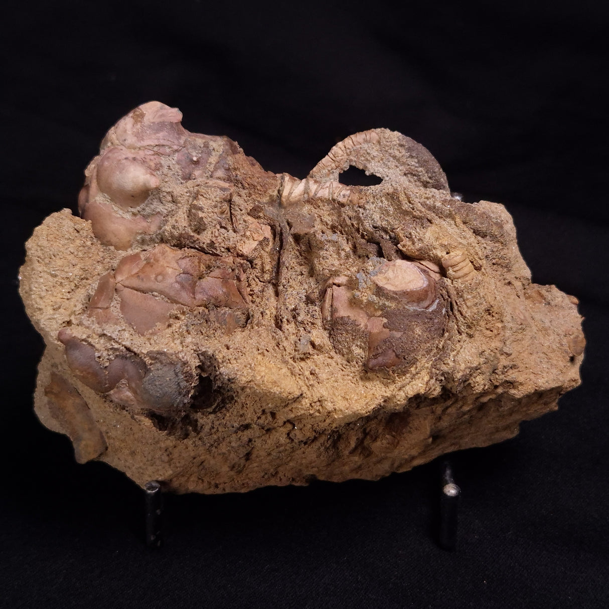 JIMBACRINUS BOSTOCKI CRINOID FOSSIL, Permian, Australia XJB042