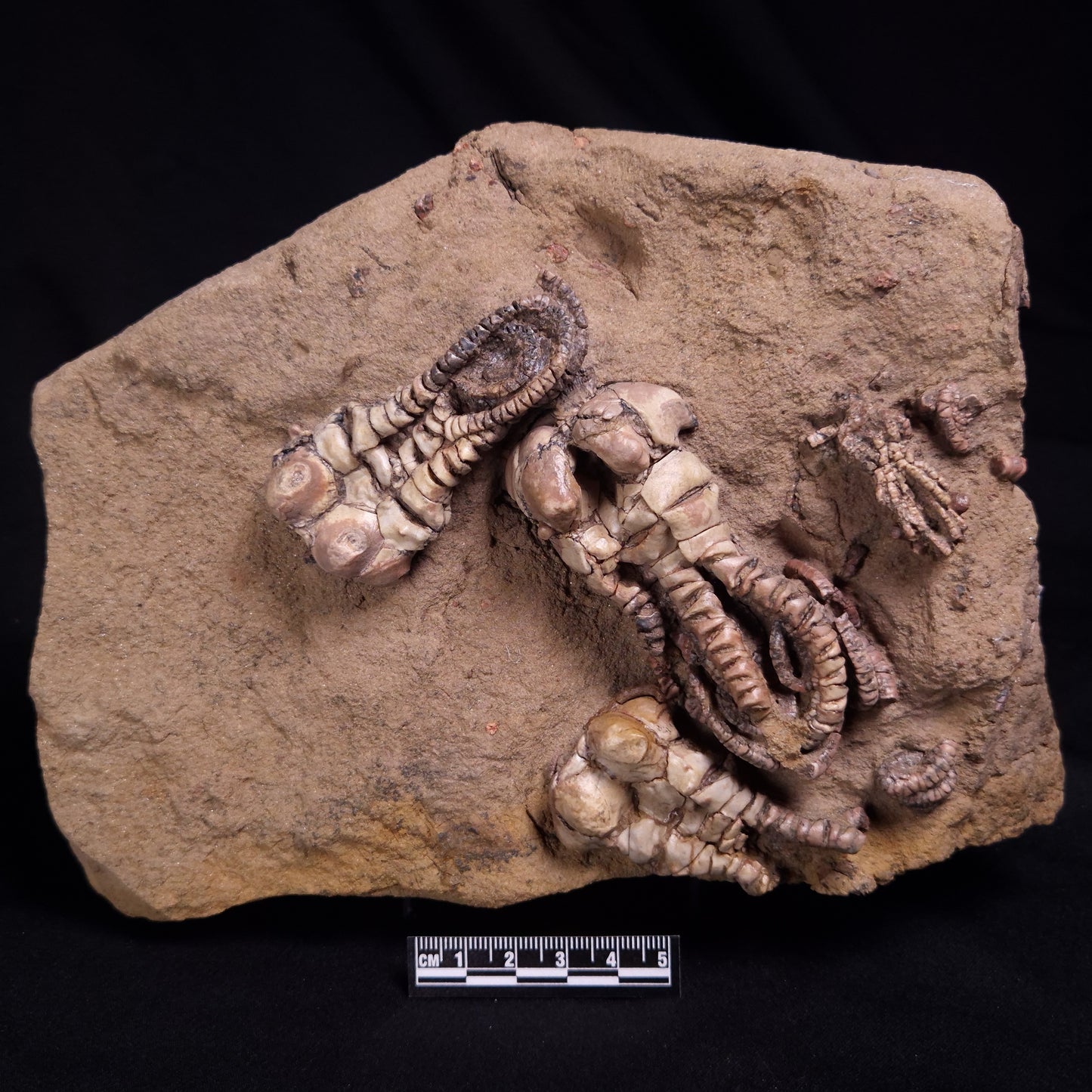 JIMBACRINUS BOSTOCKI CRINOID FOSSIL, Permian, Australia XJB043