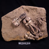JIMBACRINUS BOSTOCKI CRINOID FOSSIL, Permian, Australia XJB043
